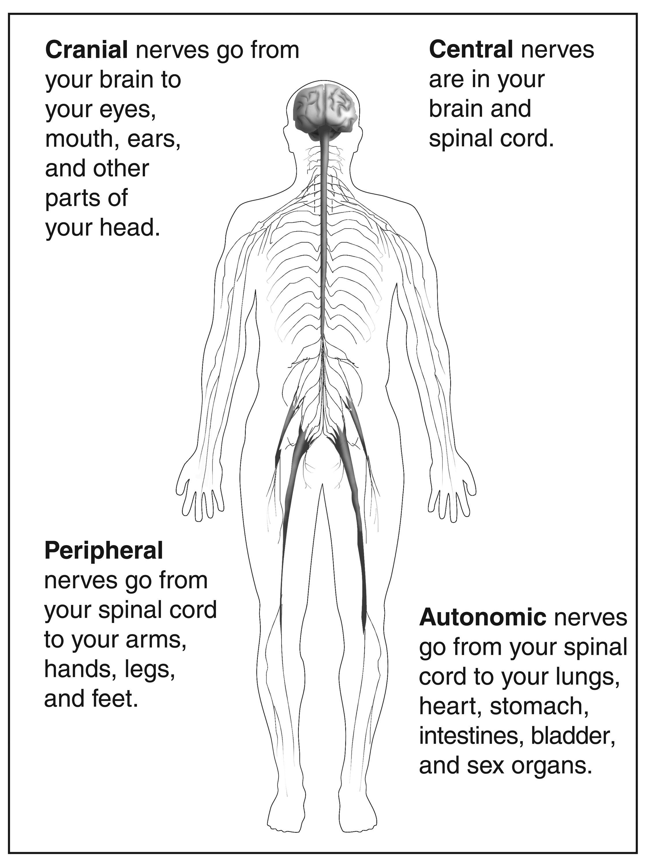 Nervous System Main Parts