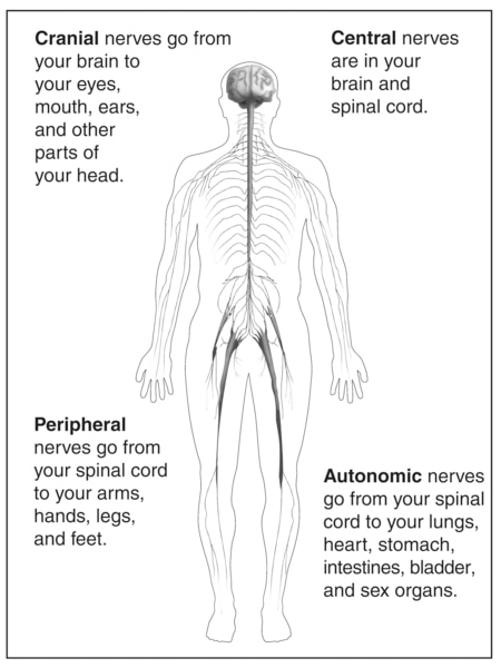 Drawing of the outline of a body showing the nervous system with descriptions of each of the four types of nerves. Cranial nerves go from your brain to your eyes, mouth, ears, and other parts of your head. Central nerves are in your brain and spinal cord.