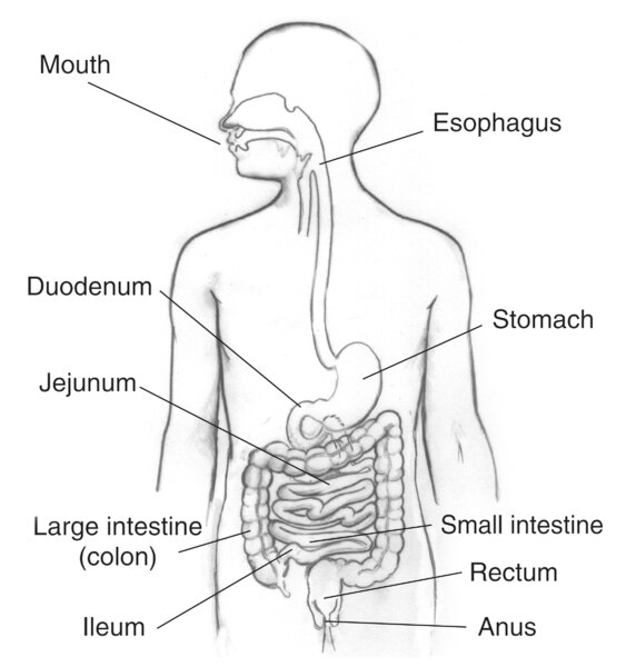 Drawing of the digestive system with sections labeled: mouth, esophagus; stomach; small intestine, including the duodenum, jejunum, and ileum; large intestine (colon); rectum; and anus.