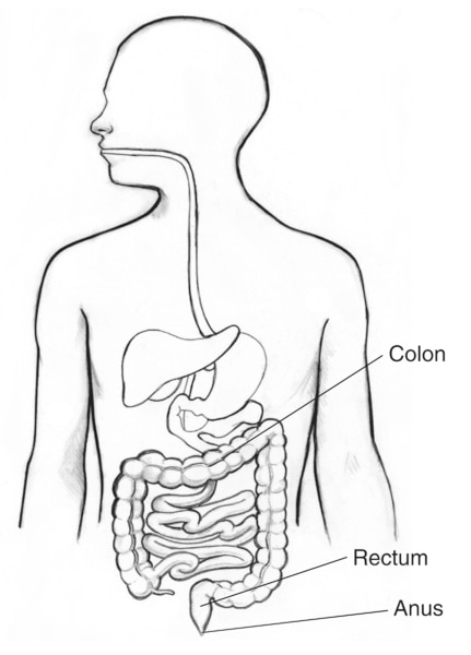 Drawing of the digestive tract with the colon, rectum, and anus labeled.