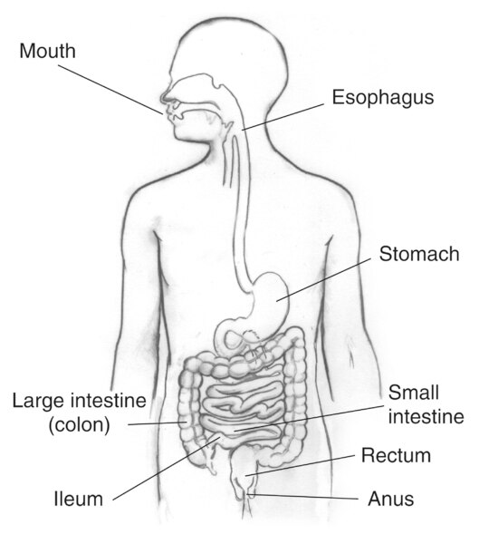 Drawing of the digestive tract with the mouth; esophagus; stomach; small intestine; large intestine; also called colon; ileum; rectum; and anus labeled.