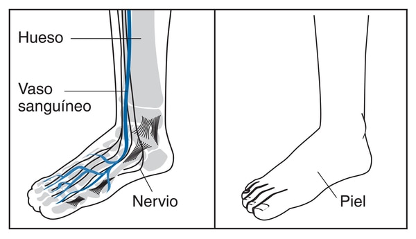 Ilustración de un pie y un tobillo que muestra huesos, vasos sanguíneos y nervios en el interior.