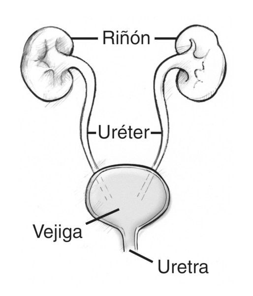 Diagrama de la vista frontal de las vías urinarias. Las etiquetas señalan el riñón, el uréter, la vejiga y la uretra.