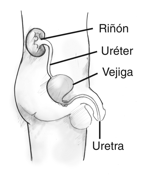 Diagrama de la vista lateral de las vías urinarias masculinas. Las etiquetas señalan el riñón, el uréter, la vejiga y la uretra. Los órganos aparecen dentro de la silueta de un hombre joven desde la sección del abdomen hasta el muslo.