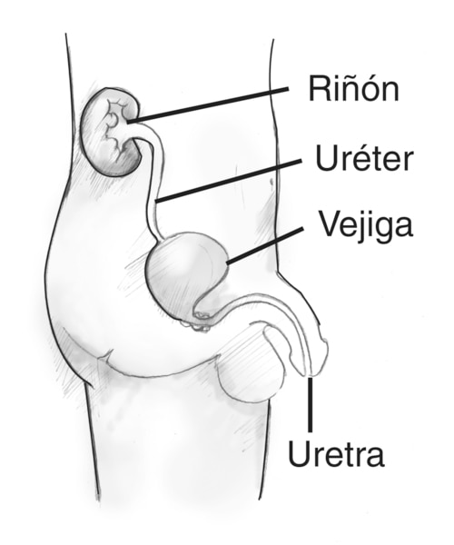 Diagrama de la vista lateral de las vías urinarias masculinas. Las etiquetas señalan el riñón, el uréter, la vejiga y la uretra. Los órganos aparecen dentro de la silueta de un hombre joven desde la sección del abdomen hasta el muslo.