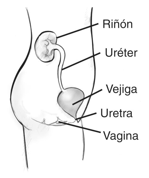 Diagrama de la vista lateral de las vías urinarias femeninas. Las etiquetas señalan el riñón, el uréter, la vejiga, la uretra y la vagina. Los órganos aparecen dentro de la silueta de una mujer joven desde la sección del abdomen hasta el muslo.