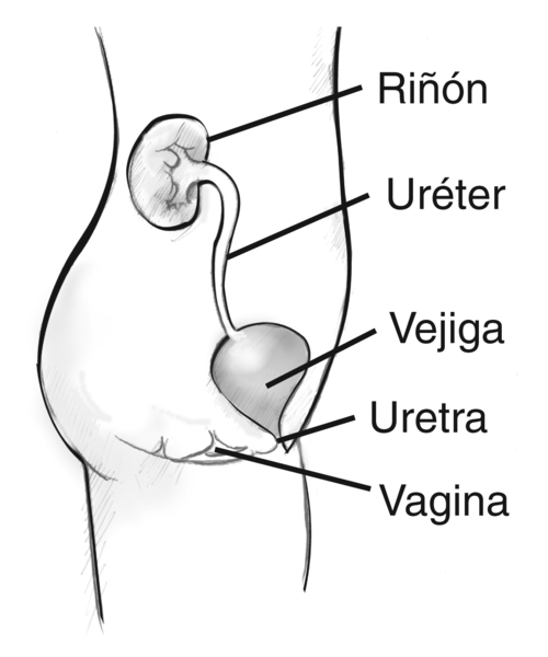 Diagrama de la vista lateral de las vías urinarias femeninas. Las etiquetas señalan el riñón, el uréter, la vejiga, la uretra y la vagina. Los órganos aparecen dentro de la silueta de una mujer joven desde la sección del abdomen hasta el muslo.