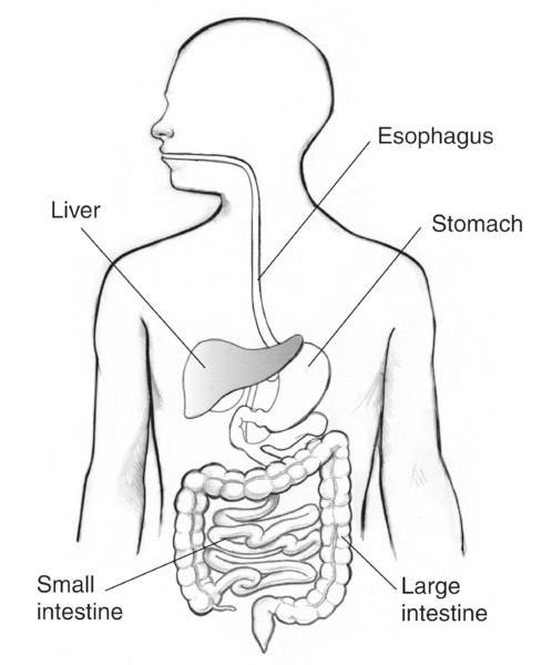 Drawing of the digestive tract with the esophagus, stomach, liver, small intestine, and large intestine labeled.