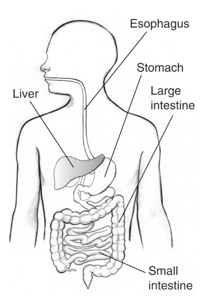Drawing of the digestive tract with the esophagus, liver, stomach, large intestine, and small intestine labeled. The liver is shaded.
