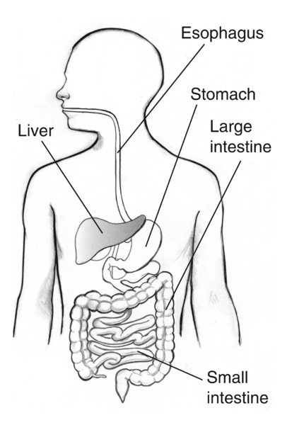 Drawing of the digestive tract with the esophagus, liver, stomach, large intestine, and small intestine labeled. The liver is shaded.