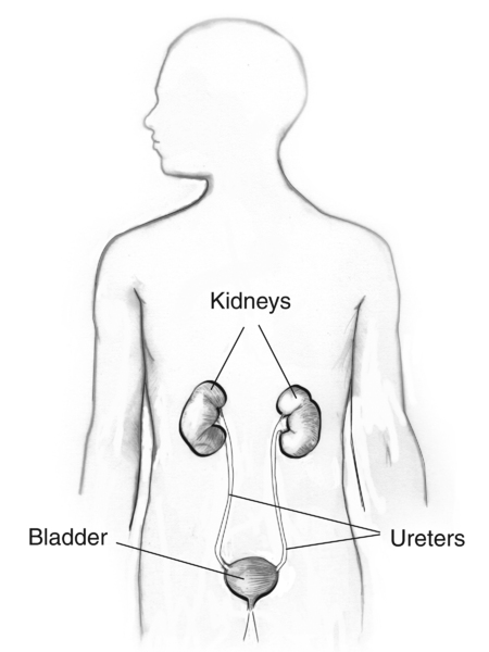Drawing of the urinary tract in a male figure with labels for the kidneys, bladder, and ureters.