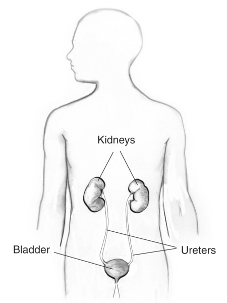 Drawing of the urinary tract in a male figure with labels for the kidneys, bladder, and ureters.