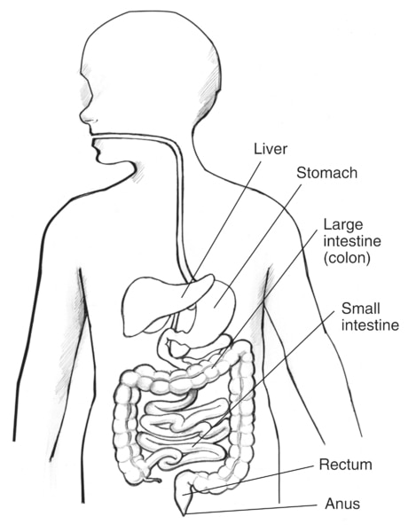 Drawing of a child’s gastrointestinal tract with labels pointing to the liver, stomach, large intestine (colon), small intestine, rectum, and anus.