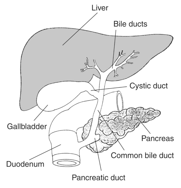 Drawing of the biliary system with the liver, gallbladder, pancreas, duodenum, bile ducts, cystic duct, common bile duct, and pancreatic duct labeled.