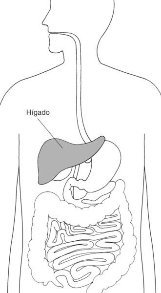 Ilustración de un torso humano que muestra el aparato digestivo, con el hígado destacado y marcado.