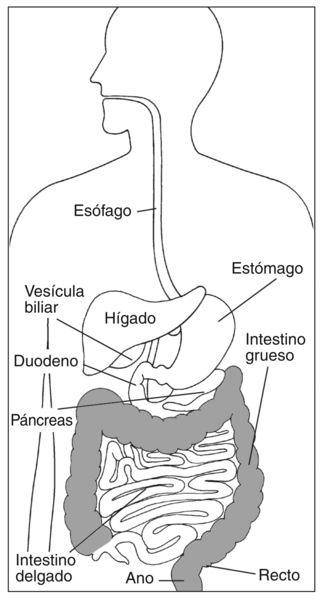 Ilustración del aparato digestivo con las etiquetas señalando el esófago, el estomago, la vesícula biliar, el hígado, el páncreas, el duodeno, el intestino delgado, el intestino grueso, el recto y el ano.