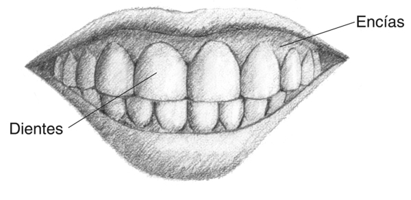 Ilustración de una boca con los dientes y las encías etiquetadas.