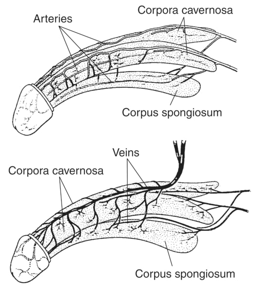 Two drawings of the penis. The top drawing shows the arteries of the penis and the bottom drawing shows the veins of the penis. A label in the top drawing points to the arteries branching throughout the penis. A label in the bottom drawing points to the v