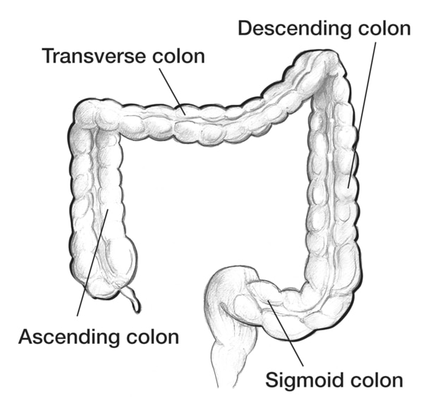 Drawing of the colon with the ascending colon, transverse colon, descending colon, and sigmoid colon labeled.