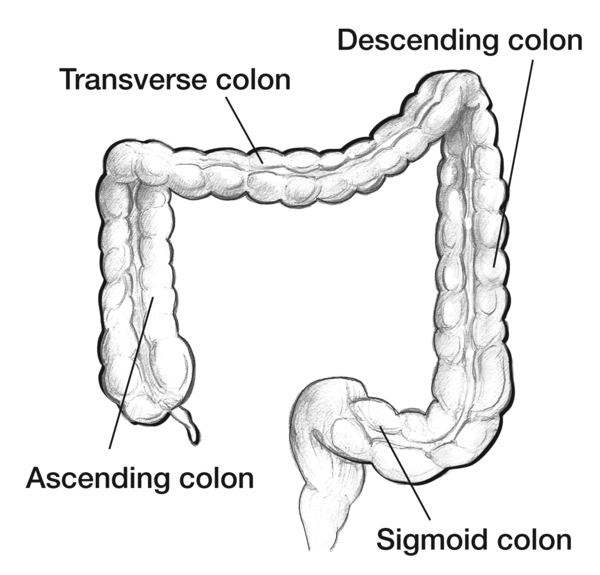 Ascending Colon Diagram