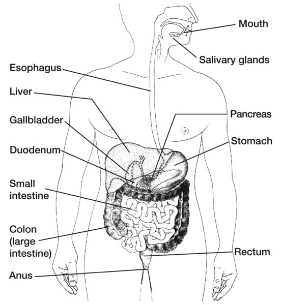 Drawing of the digestive system with the mouth; salivary glands; esophagus; liver; gallbladder; pancreas; stomach; duodenum; small intestine; colon, also called the large intestine; rectum; and anus labeled.