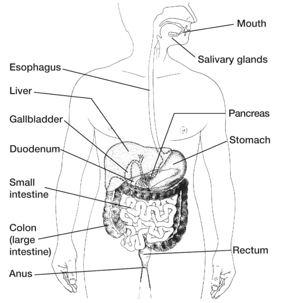 Drawing of the digestive system with the mouth; salivary glands; esophagus; liver; gallbladder; pancreas; stomach; duodenum; small intestine; colon, also called the large intestine; rectum; and anus labeled.