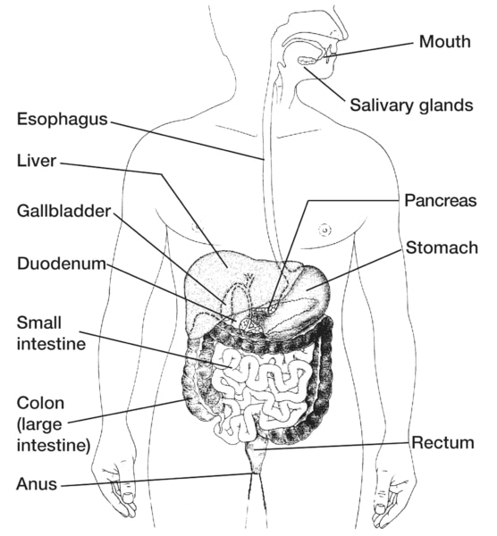 Cartoon Digestive System Images  Browse 13490 Stock Photos Vectors and  Video  Adobe Stock