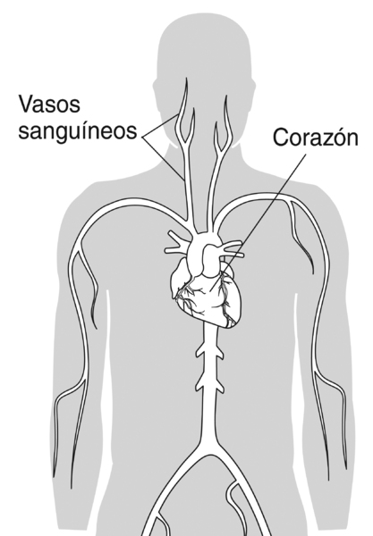 Ilustración de un torso humano. Se etiquetan el corazón y los vasos sanguíneos.