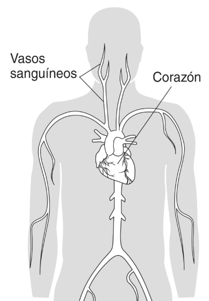 Ilustración de un torso humano. Se etiquetan el corazón y los vasos sanguíneos.