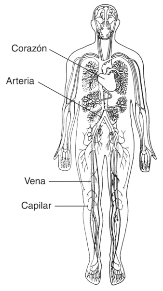 Ilustración de una silueta del cuerpo humano. Se etiquetan el corazón, la arteria, la vena y el capilar.