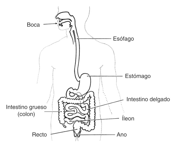 Ilustración del aparato digestivo en el que se señala la boca, esófago, estómago, intestino delgado, intestino grueso (colon), íleon, recto y ano.