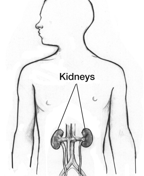 Drawing of a body torso showing the kidneys, with the kidneys labeled.