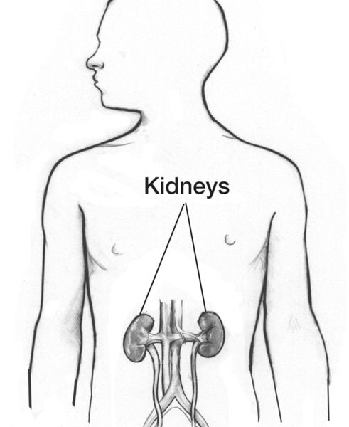 Drawing of a body torso showing the kidneys, with the kidneys labeled.