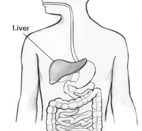 Drawing of a body torso showing the liver and part of the digestive system, with the liver labeled.