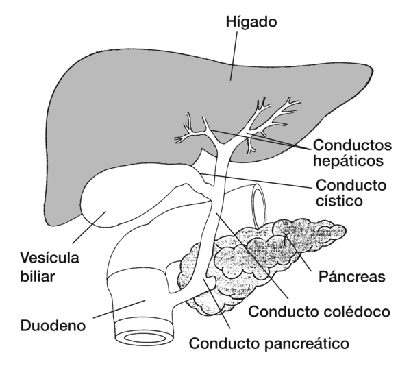 Dibujo del conducto biliar en la que se señala el páncreas, hígado, vesícula biliar, duodeno, conducto colédoco, conducto pancreático, conducto cístico y conductos hepáticos.