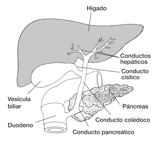 Dibujo del conducto biliar en la que se señala el páncreas, hígado, vesícula biliar, duodeno, conducto colédoco, conducto pancreático, conducto cístico y conductos hepáticos.