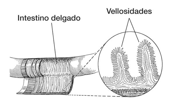 El dibujo de la izquierda muestra la superficie interna del intestino delgado. El dibujo de la derecha muestra una toma microscópica de las vellosidades en el intestino delgado.