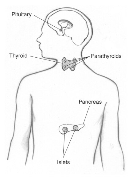 Drawing of a body torso showing the brain, with the pituitary gland; the thyroid, with the 4 parathyroid glands; and the pancreas, with a detail of the pancreatic islets.