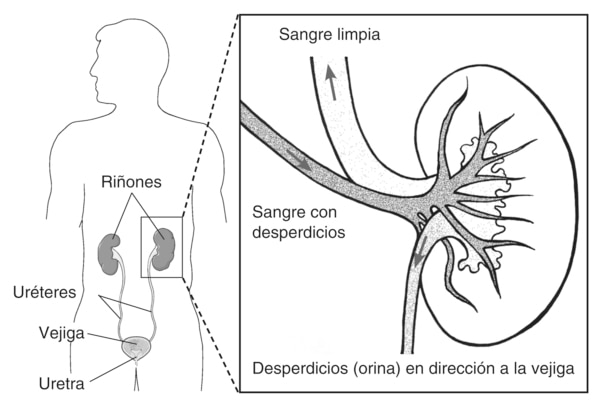 Dibujo del tracto urinario en un hombre adulto. Se señalan los riñones, la vejiga, los uréteres y la uretra. Un recuadro muestra una toma agrandada de un riñón. Se señalan las arterias, que transportan sangre con desperdicios hacia el riñón; la vena, que