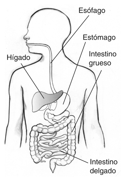 Ilustración del sistema digestivo en que se denomina el esófago, hígado, estómago, intestino grueso y intestino delgado. Se sombrea al hígado.