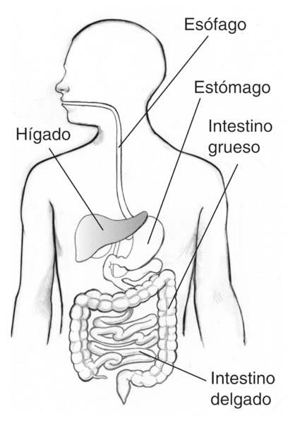 Ilustración del sistema digestivo en que se denomina el esófago, hígado, estómago, intestino grueso y intestino delgado. Se sombrea al hígado.