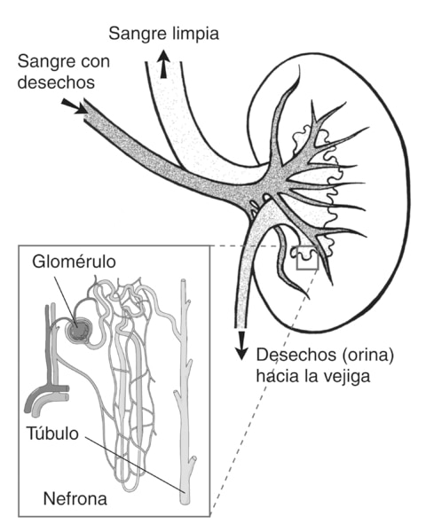 Ilustración de un riñón. Las etiquetas señalan por donde entra al riñón la sangre con desechos, por donde sale la sangre limpia del riñón, y los desechos (orina) que van hacia la vejiga.