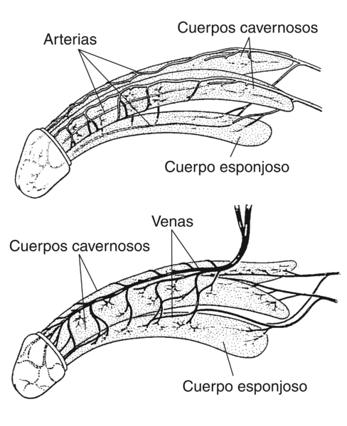 Dos ilustraciones del pene. La ilustración de encima muestra las arterias del pene y la ilustración de abajo muestra las venas del pene. Una etiqueta en la ilustración de encima señala las arterias. Ambas ilustraciones contienen etiquetas que señalan los