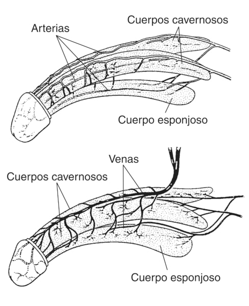 Dos ilustraciones del pene. La ilustración de encima muestra las arterias del pene y la ilustración de abajo muestra las venas del pene. Una etiqueta en la ilustración de encima señala las arterias. Ambas ilustraciones contienen etiquetas que señalan los