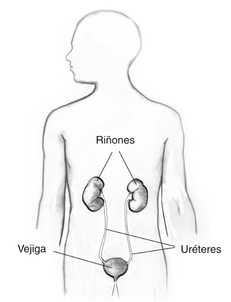 Ilustración de las vías urinarias en una figura masculina. Se señalan los riñones, la vejiga y los uréteres.
