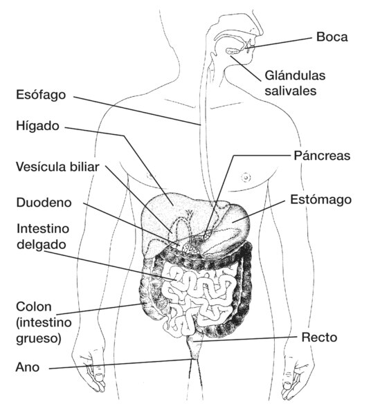 Dibujo del sistema digestivo en la que se señala la boca, glándulas salivales, esófago, hígado, vesícula biliar, páncreas, duodeno, estómago, intestino delgado, colon (intestino grueso), recto y ano.