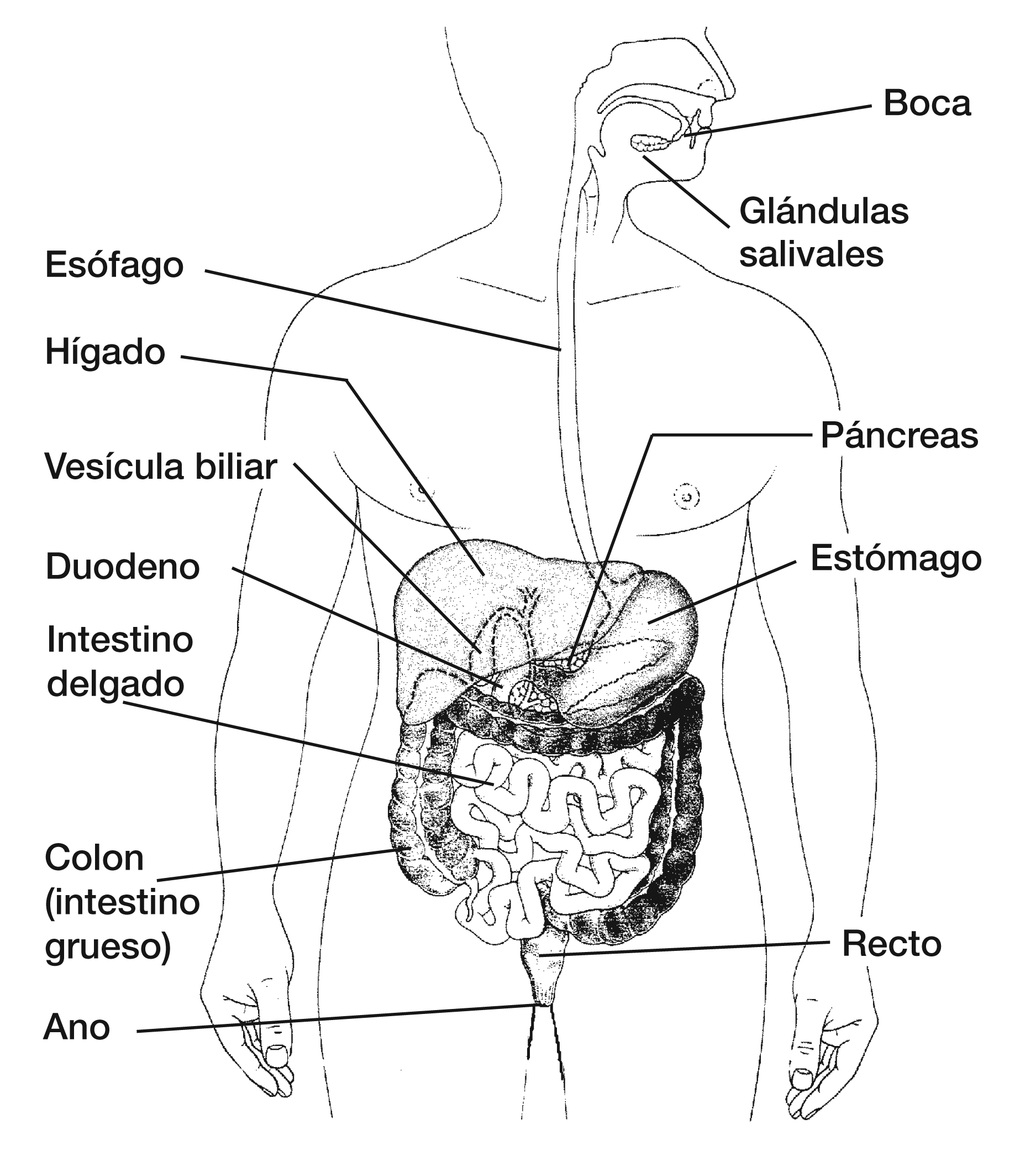 Sistema digestivo en la que se señala la boca, glándulas salivales,  esófago, hígado, vesícula biliar, páncreas, duodeno, estómago, intestino  delgado, colon (intestino grueso), recto y ano - Media Asset - NIDDK, image size:1875x2100