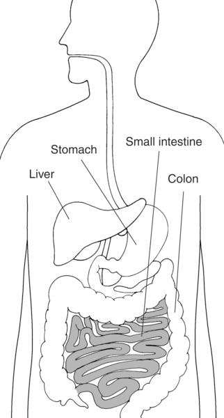 Drawing of the digestive system with the small intestine highlighted and the stomach, liver, small intestine, and colon labeled.