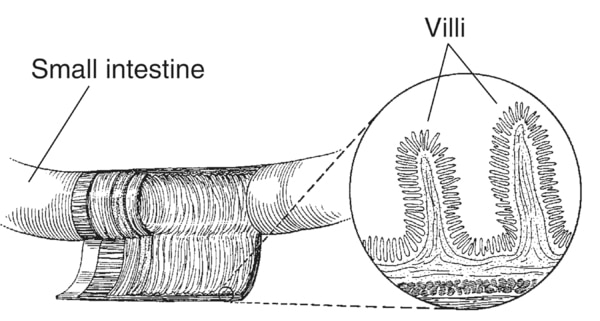 Drawing of a section of the small intestine with detail of villi, both of which are labeled.