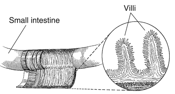 Drawing of a section of the small intestine with detail of villi, both of which are labeled.